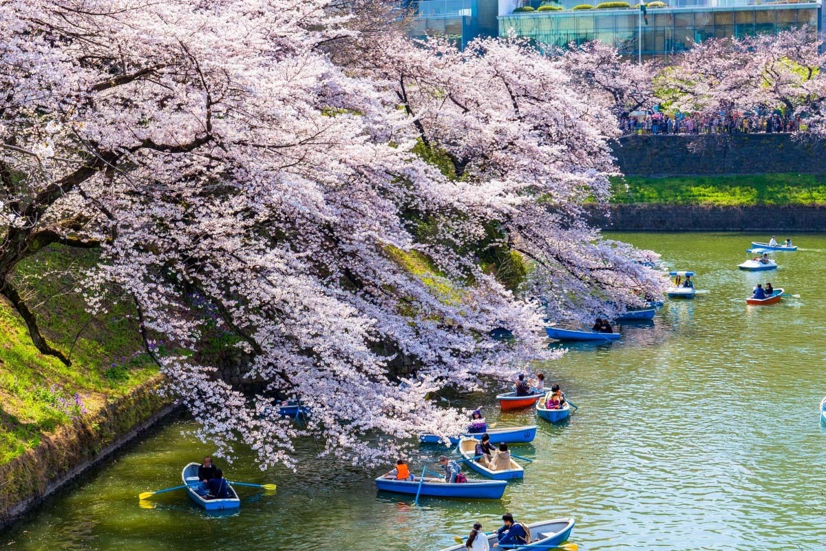 Khám Phá Công Viên Chidorigafuchi – Thiên Đường Hoa Anh Đào Ở Tokyo