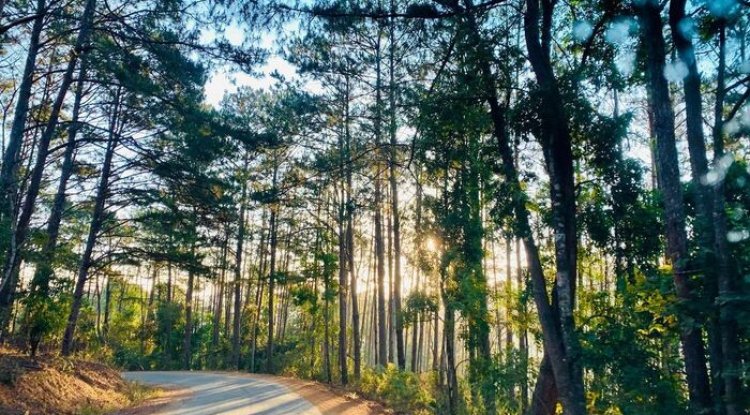 Khu du lịch Măng Đen: lịch trình, ăn ở, chi phí 2025