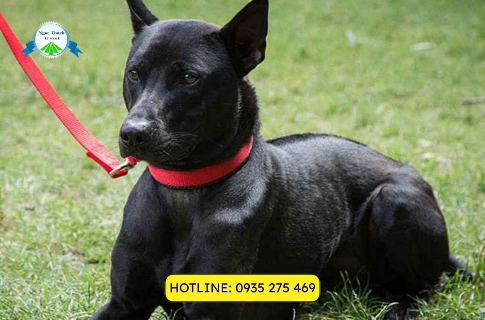 Chó Phú Quốc – Giống chó nổi tiếng của đảo ngọc Việt Nam