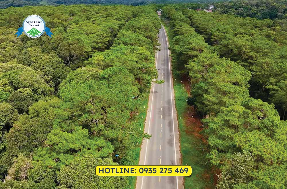 Rừng Thông Măng Đen