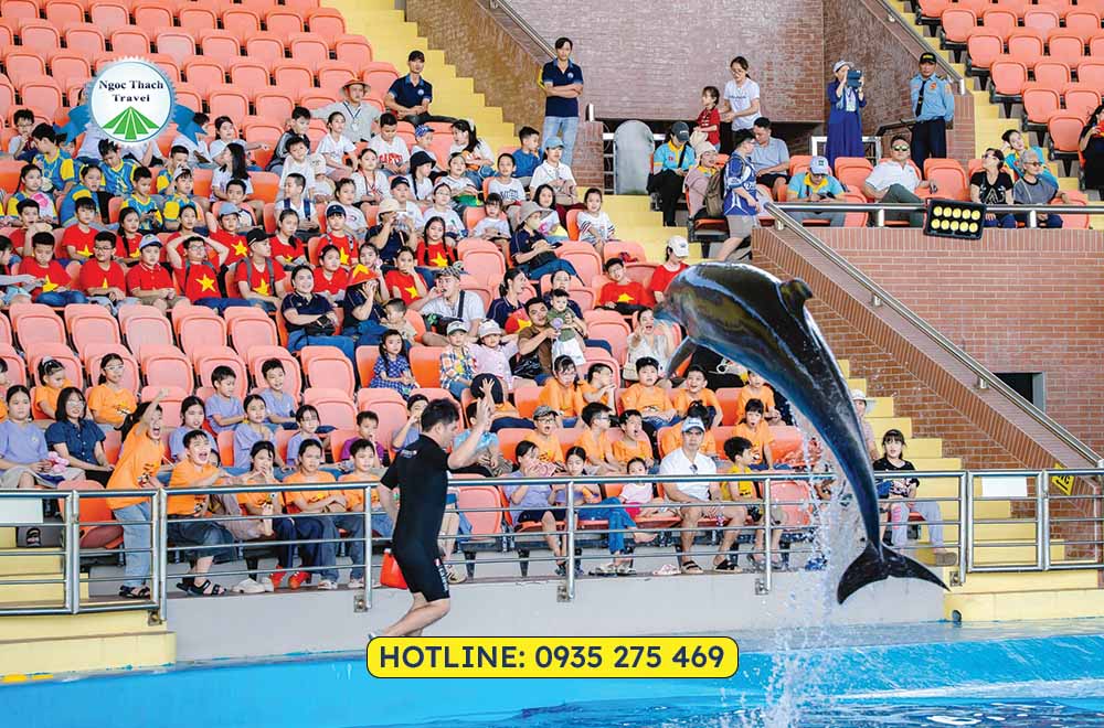 Khám phá Show Cá Heo Đà Nẵng: Biểu diễn cá heo và hải cẩu đầy hấp dẫn